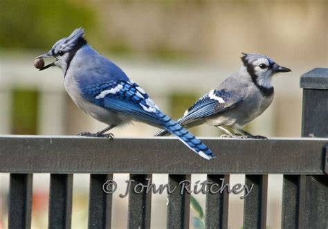 blue jay bird male vs female